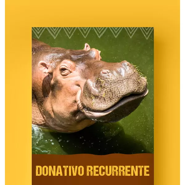 Me ZOOmo mensualmente con $500