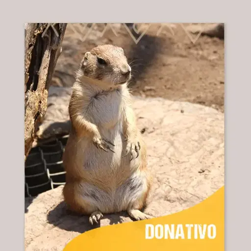 Me ZOOmo con $100