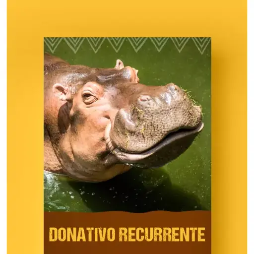 Me ZOOmo mensualmente con $500
